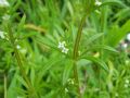 Galium aparine